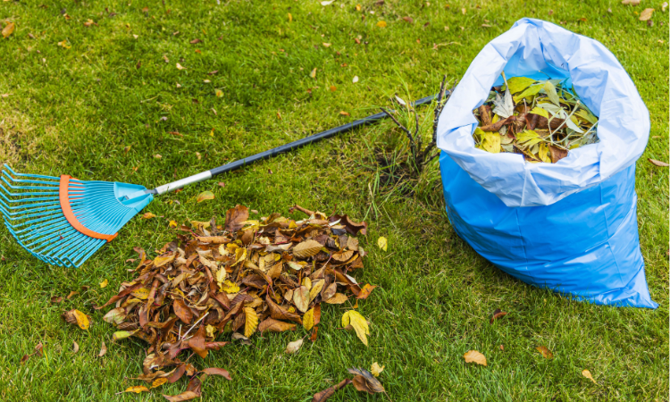 mr&oacute;wki w ogrodzie i uytrzymanie czystosci, niebieski worek na liscie i grabie leza na trawniku 