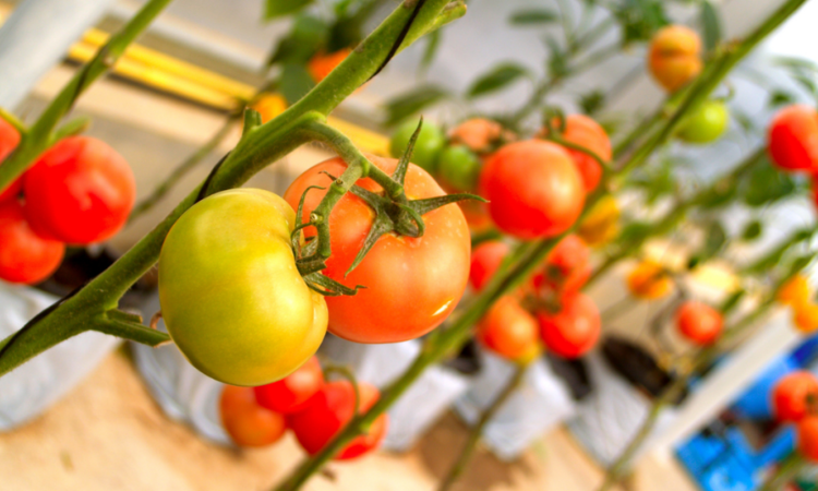 dojrzewające w szklarni pomidory 