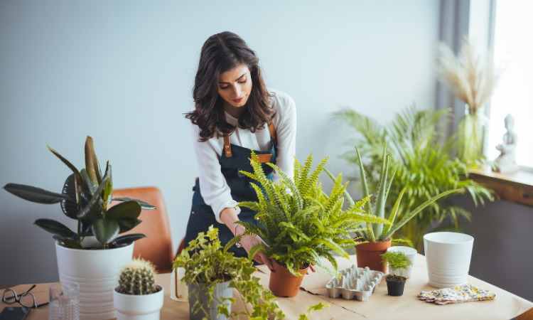 przygotowanie roślin doniczkowych przed wyjazdem na urlop 