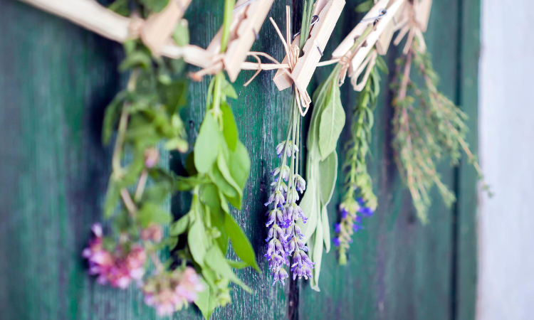 Zbliżenie bukietów ziół śródziemnomorskich, szałwii, bazylii, lawendy, tymianku na rustykalnym zielonym drewnianym stole