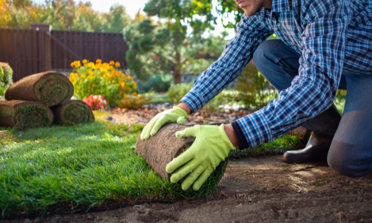 meżczyzna układajacy w ogrodzie  trawę z rolki