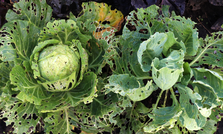 uprawa kapusty zaatakowana przez mszyce
