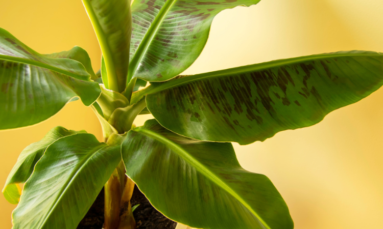 bananowiec w doniczce musa acuminata 