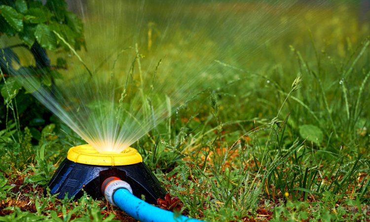 nawadnianie trawnika zraszaczem podłączonym do węża ogrodowego