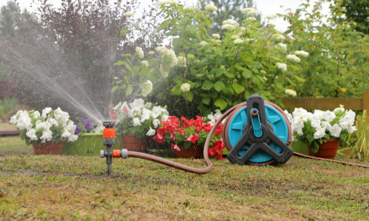 nawadnianie świeżo zasianej trawy 