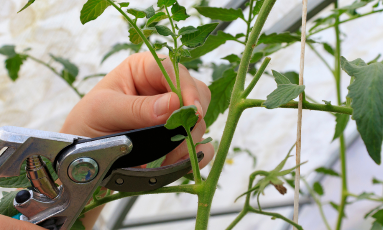 ogrodnik obcinający wilki w pomidorach 