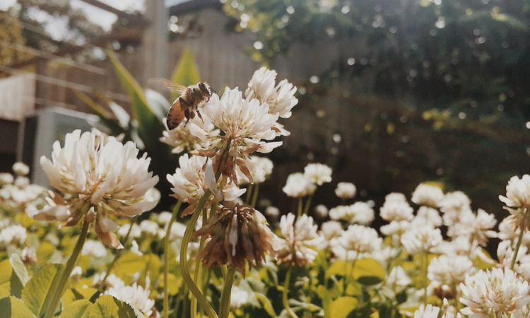 pszczoła w ogrodzie na kwiatach