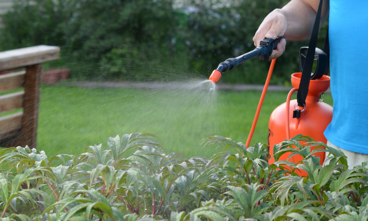meżczyzna robiący oprysk roślin w ogrodzie