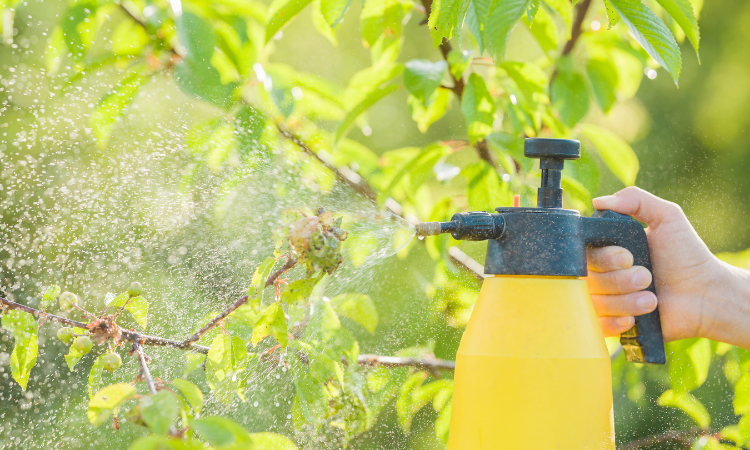 opryskiwanie mszyc środkiem chemicznym 