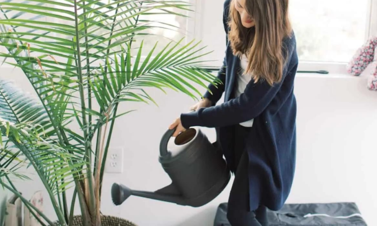 kobieta podlewajaca konewka palme w doniczce w salonie 