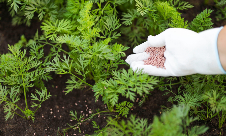Rolniczka w gumowej rękawiczce podaje naw&oacute;z chemiczny młodej marchwi. 