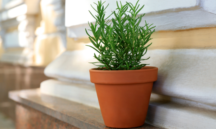 rozmaryn w doniczce