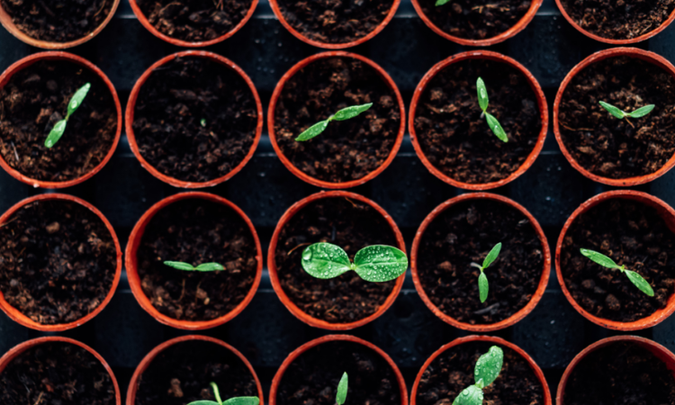 rośliny szklarniowe w doniczkach 