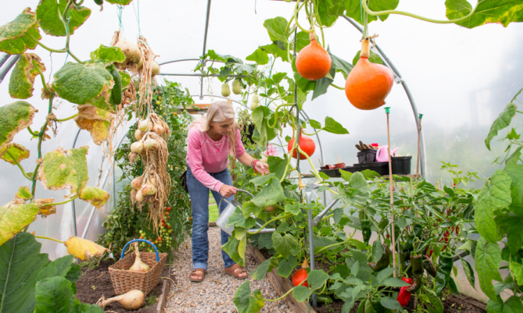 kobieta podelwająca rośliny w szklarni 