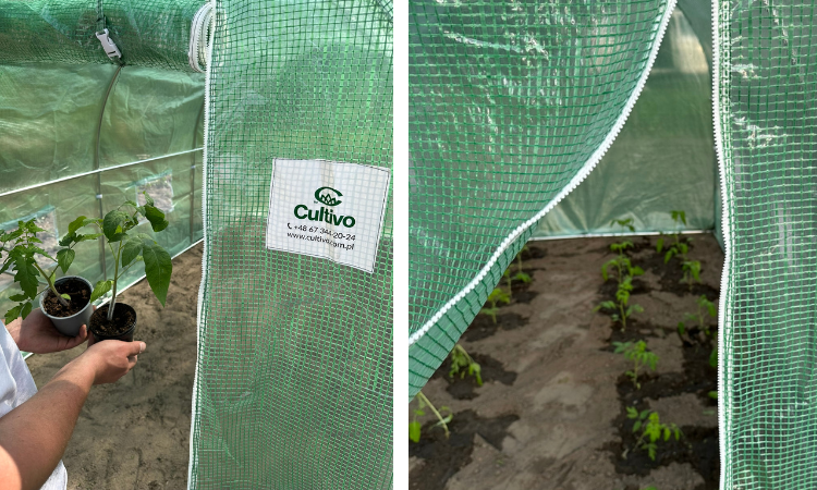 rozmieszczanie roślin w tunelu foliowym 