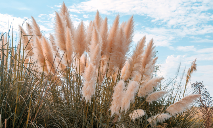 Trawa pampasowa (Cortaderia Selloana). Dzika trawa rosnąca na polu z niebem w tle
