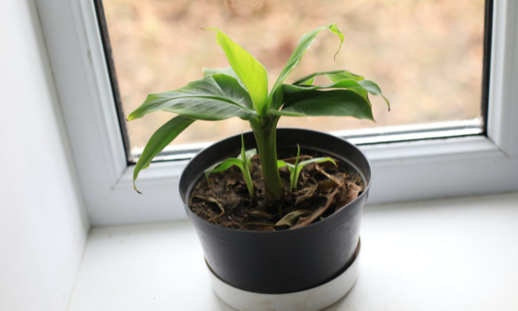 młody bananowiec w ciemnej doniczce na parapecie przy oknie 