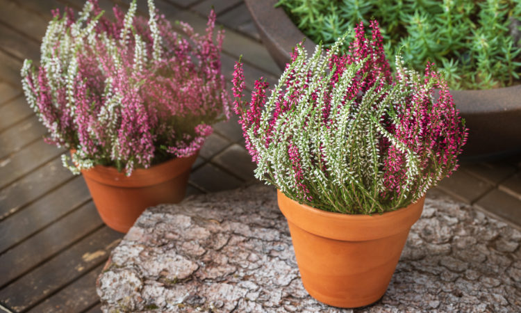 wrzosy w ceramicznej doniczce