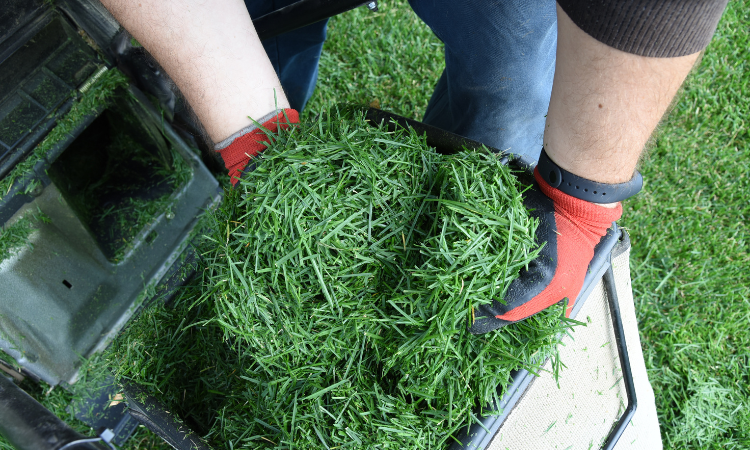 ogrodnik w rękawicach roboczych wykonujący płytkie mulczowanie trawy 