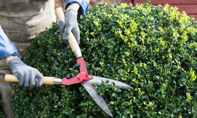 Kobieta przycinająca krzewy bukszpanu przycinająca krzewy, ogrodnik przycinający gałęzie z krzew&oacute;w ozdobnych na podw&oacute;rku w słoneczny dzień,