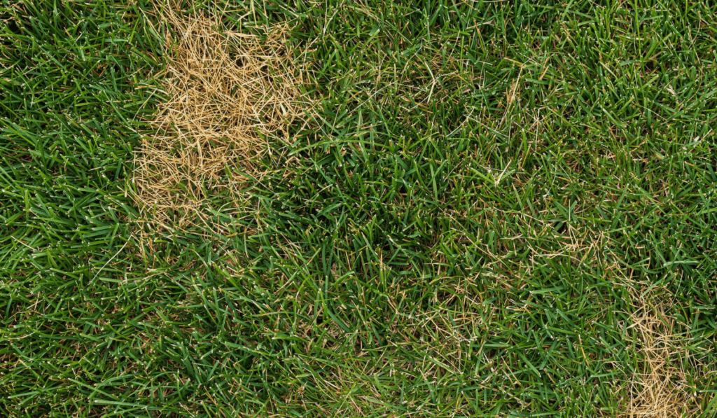 Brunatna plamistość na tranwiku ogrodowym