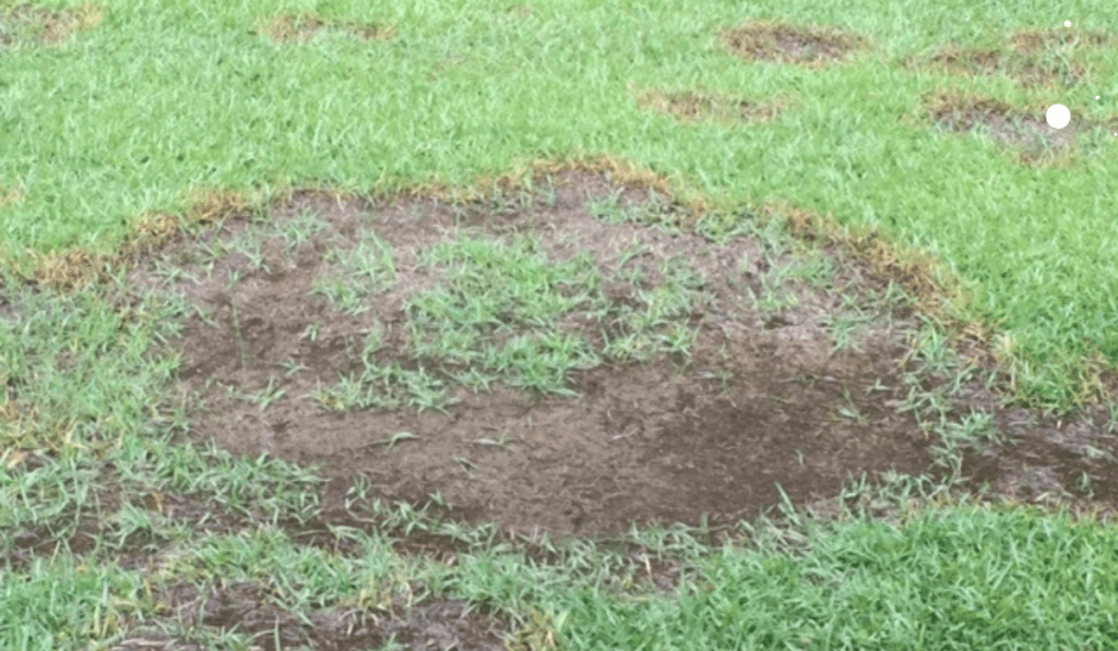 Choroby trawnika czarne kręgi