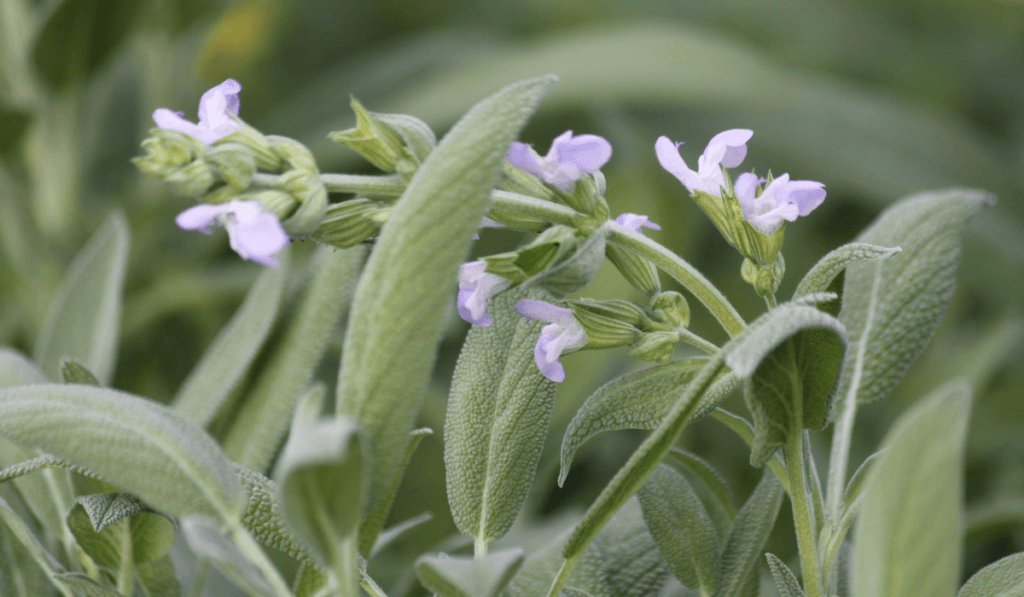Szałwia z rozwiniętymi kwiatami