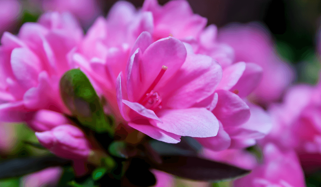 R&oacute;żowy Rododendron