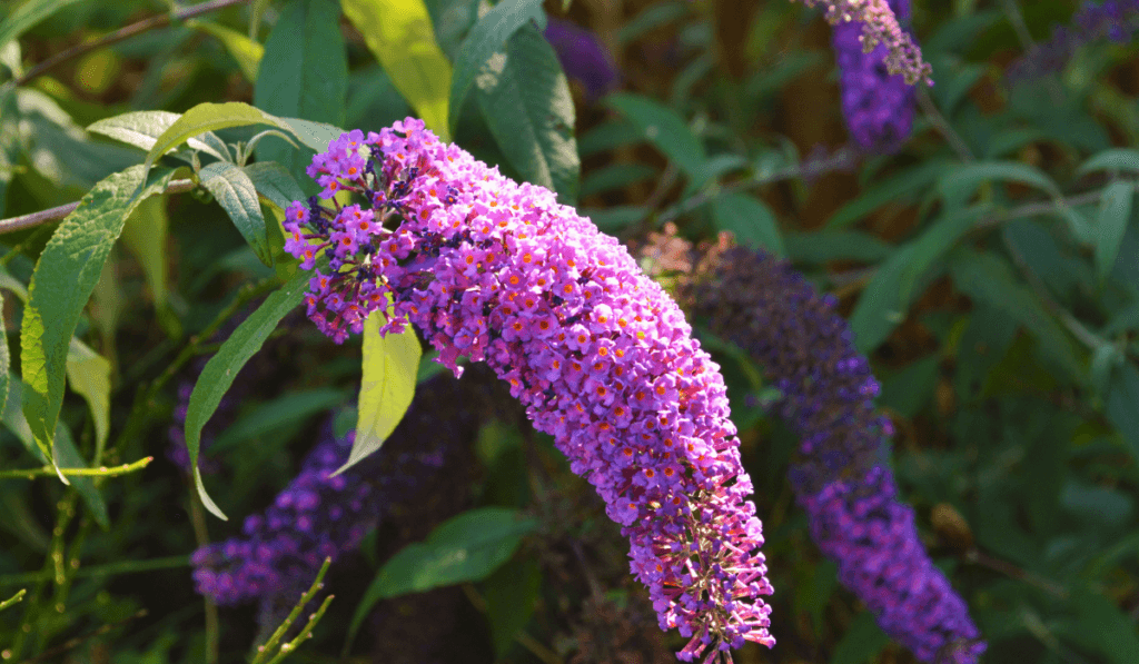 Budleja Dawida w kolorze fiolrtowym