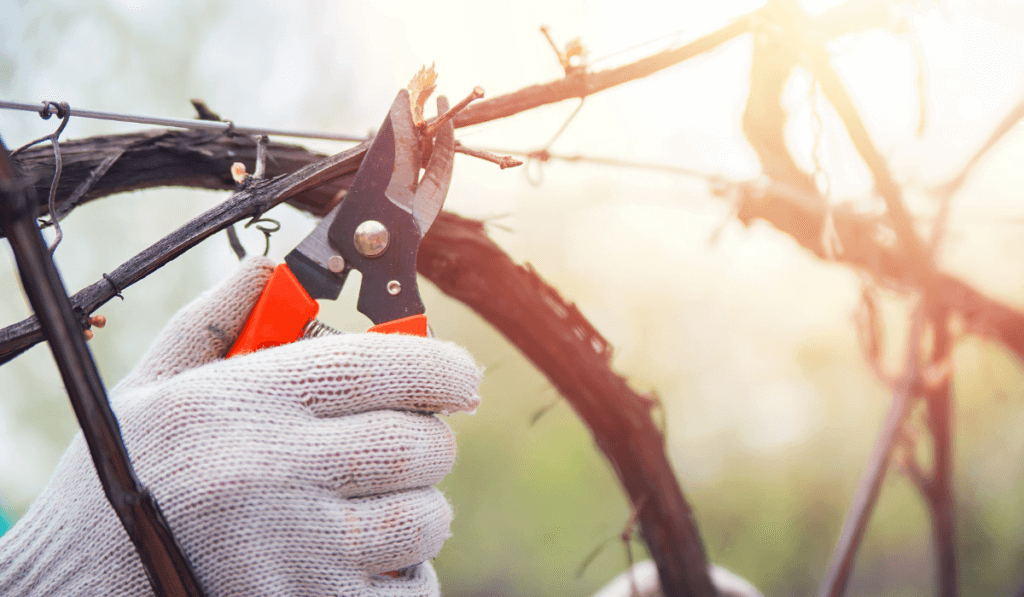 Przycinanie krzew&oacute;w sekatorem