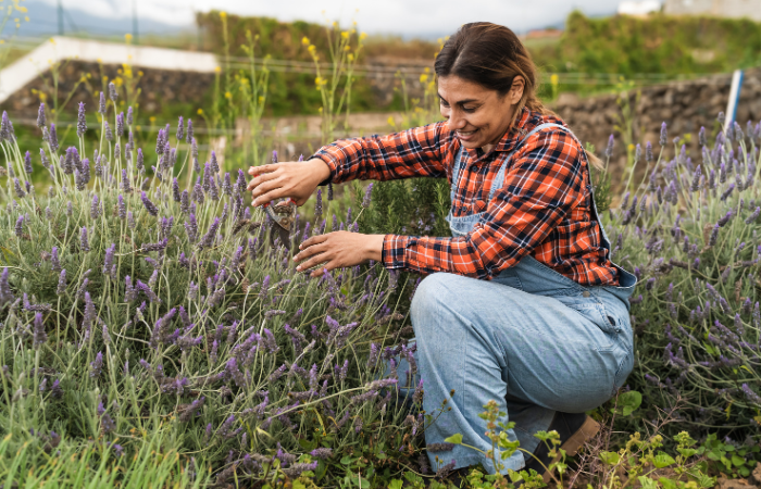 kobieta przycinająca lawendę sekatorem