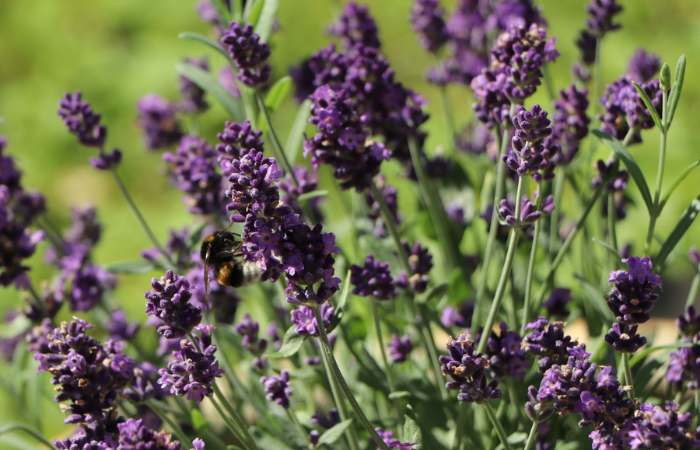 Lawenda w ogrodzie odmiana Hidcote Blue Straigt 