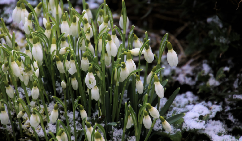 Przebiśniegi na śniegu