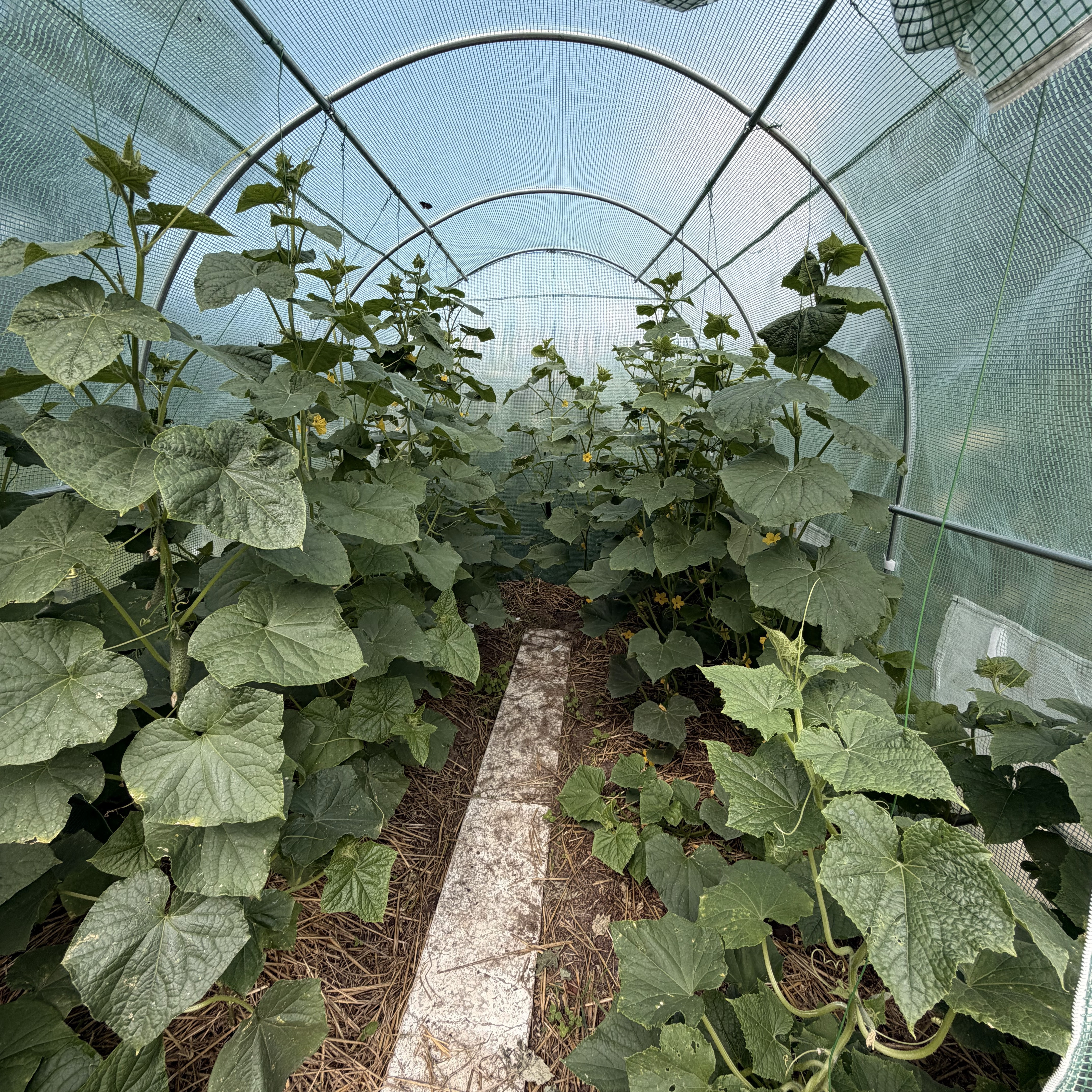 Tunel Foliowy 2x3x2 - 6m2 Zielony Cultivo zdjęcie realizacji 7