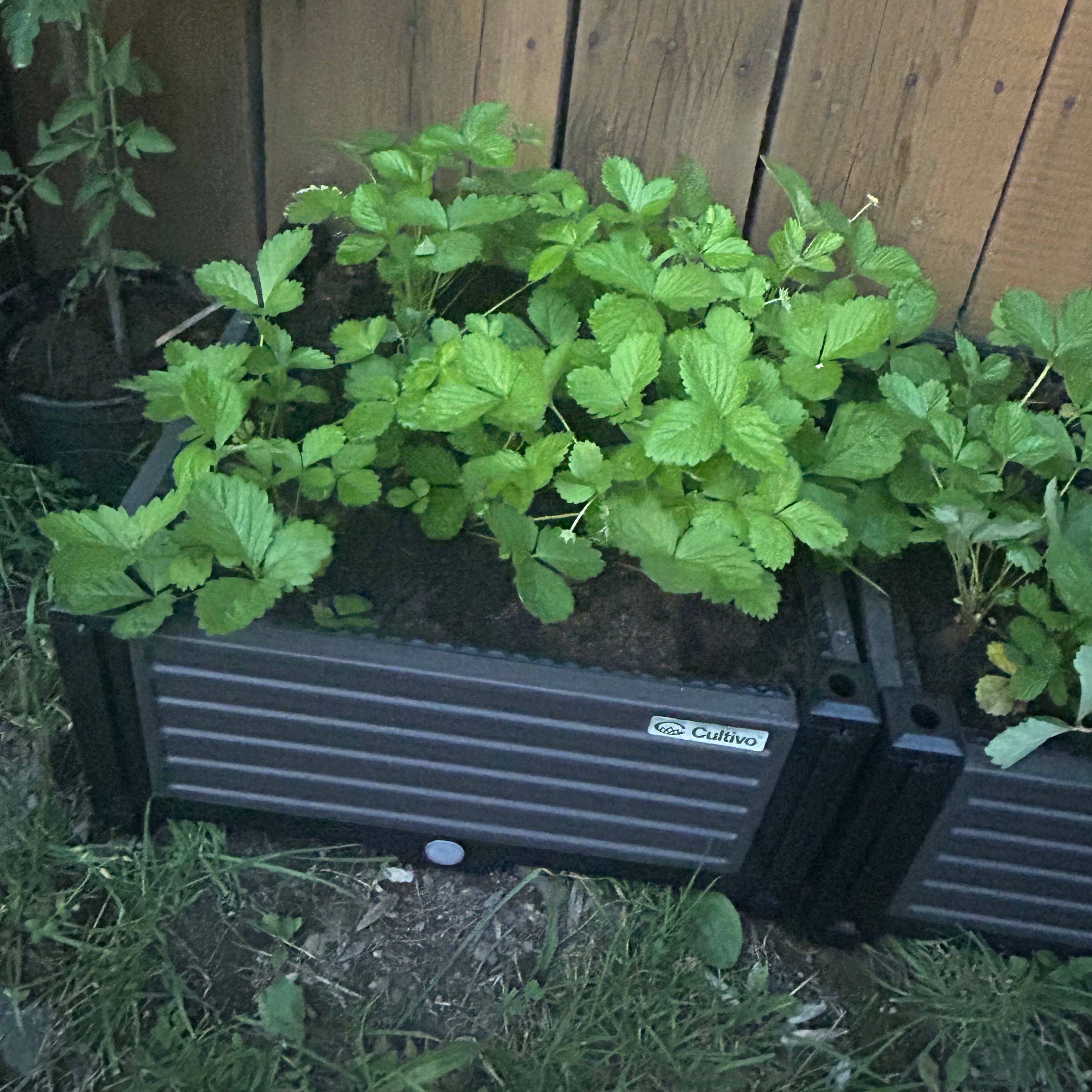 Skrzynia uprawowa GROW CUBE S 41x41x17cm - CULTIVO zdjęcie realizacji 2
