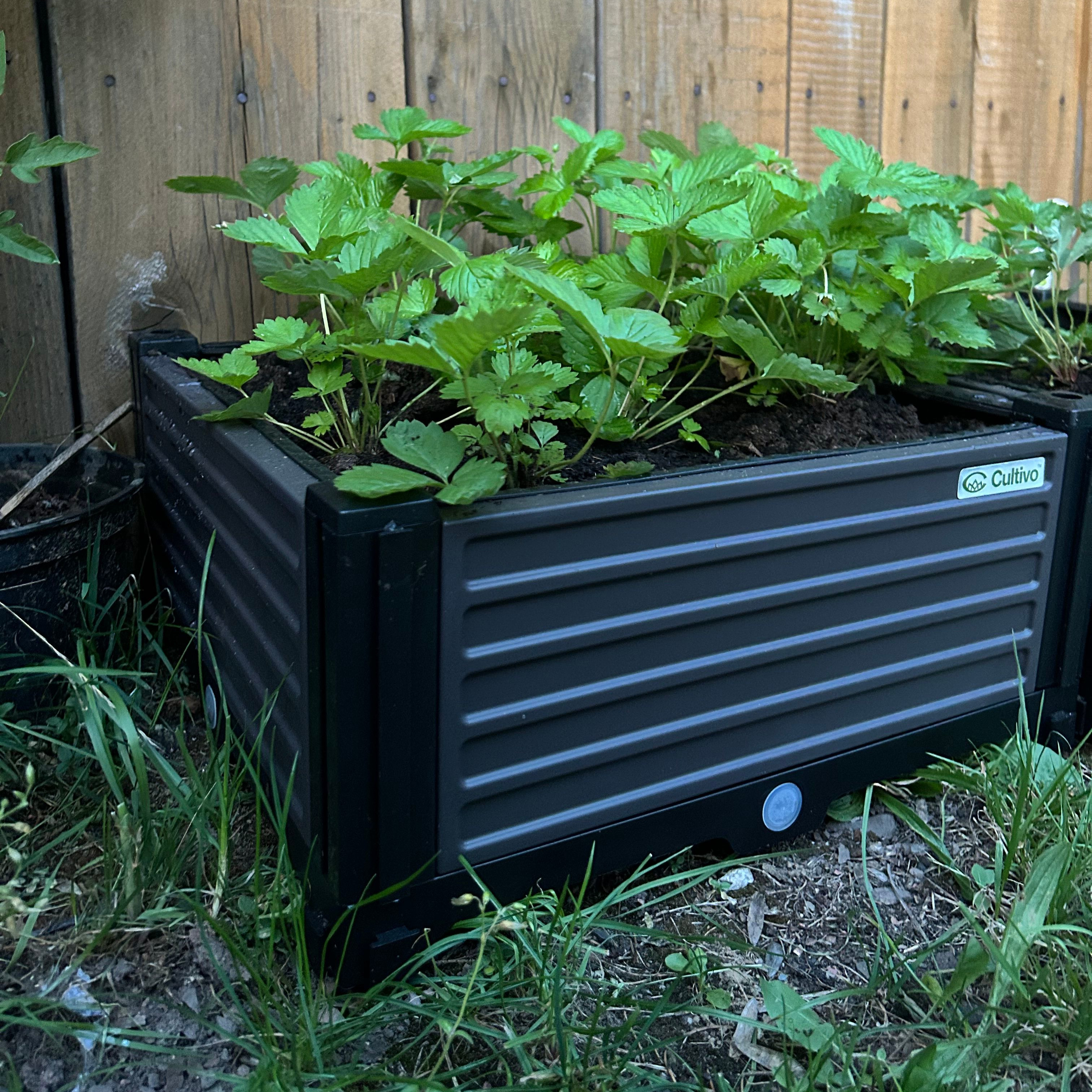 Skrzynia uprawowa GROW CUBE S 41x41x17cm - CULTIVO zdjęcie realizacji 3