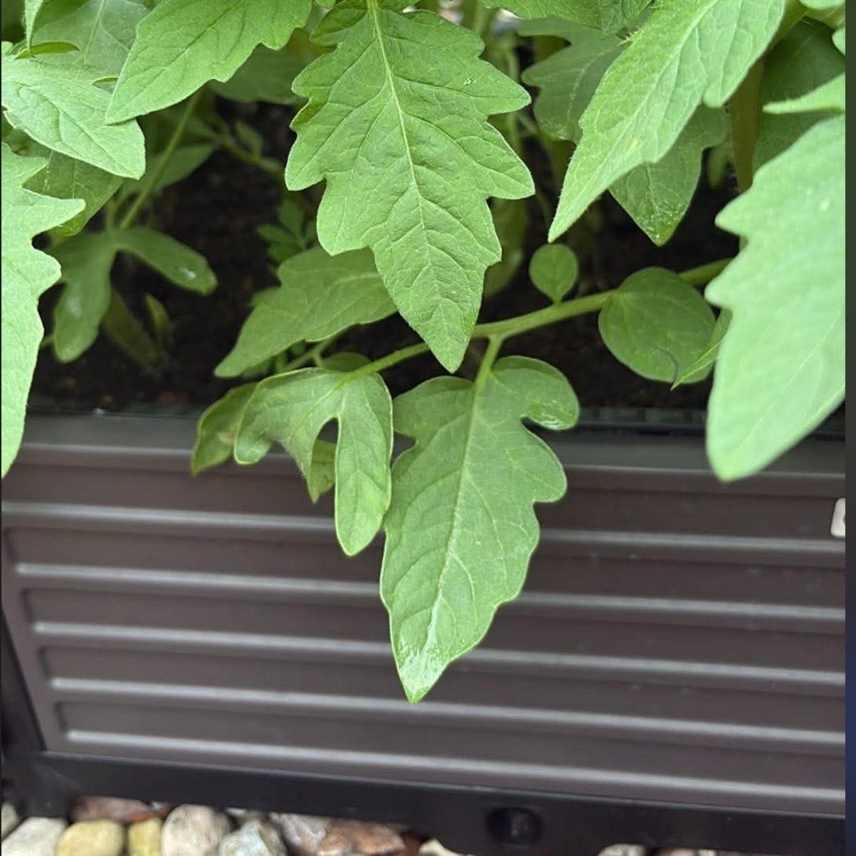 Skrzynia uprawowa GROW CUBE S 41x41x17cm - CULTIVO zdjęcie realizacji 5