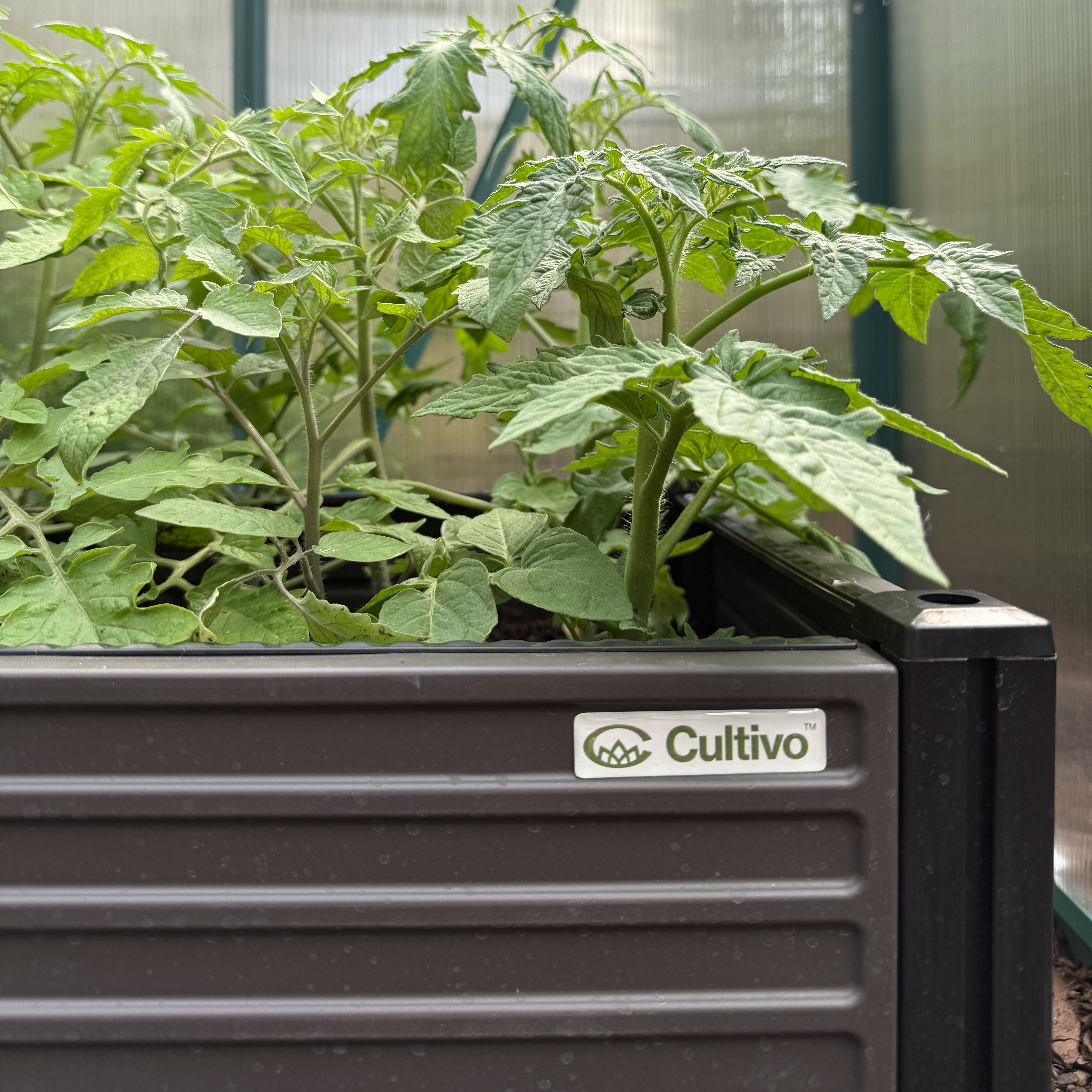 Skrzynia uprawowa GROW BOX XL 164x41x31cm - CULTIVO zdjęcie realizacji 6