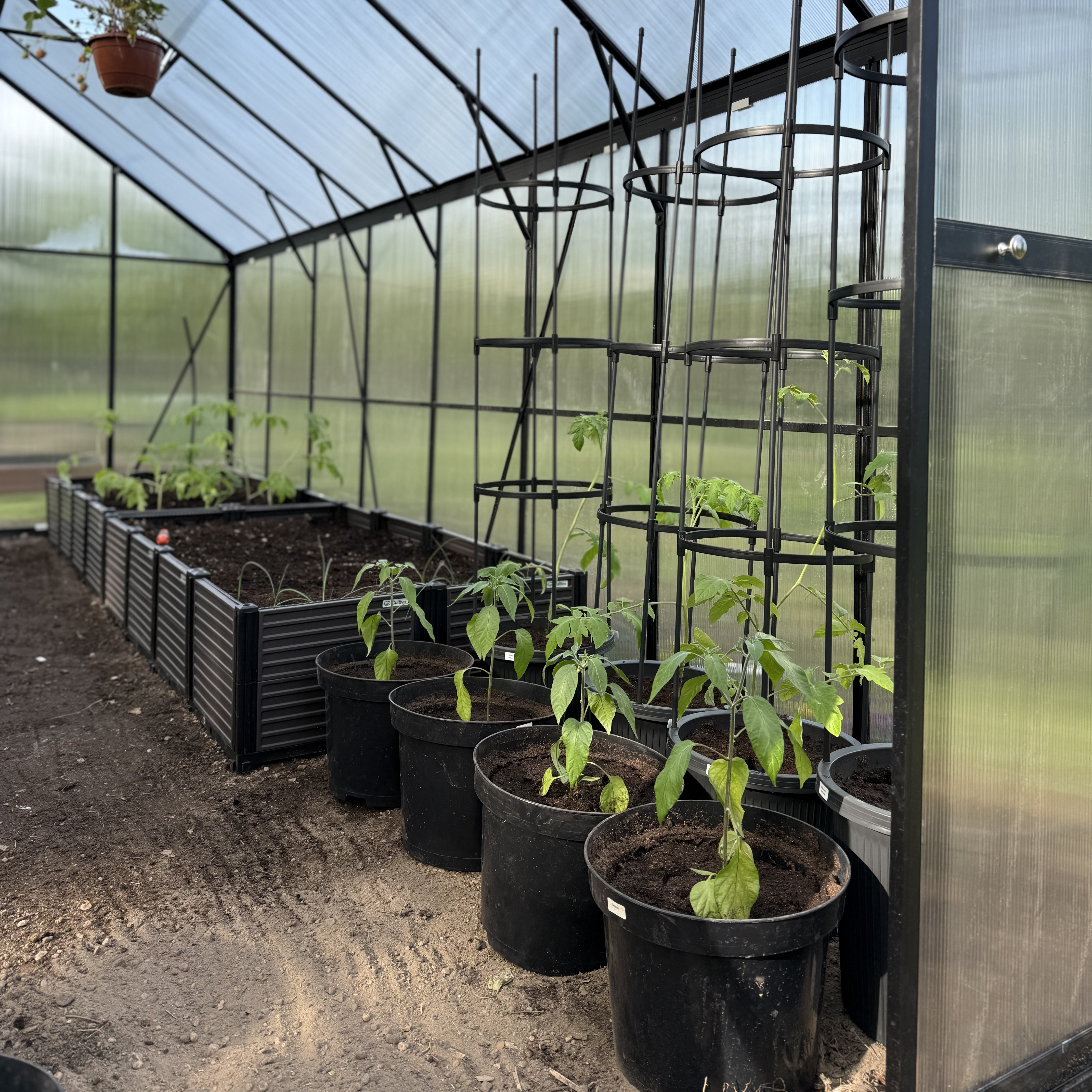 Doniczka + stojak do uprawy pomidorów TOMATO TUBE 28x28x148cm - CULTIVO zdjęcie realizacji 1