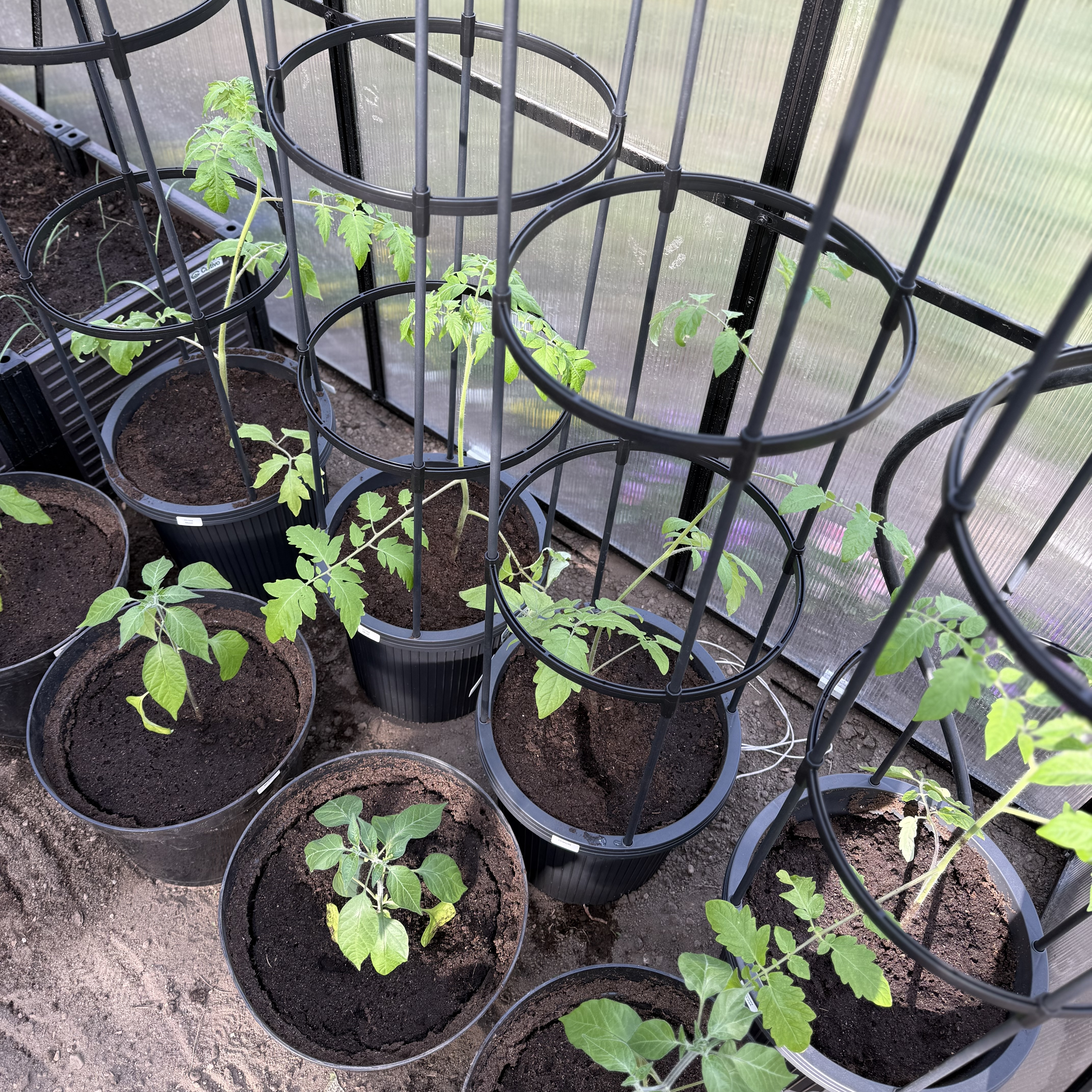 Doniczka + stojak do uprawy pomidorów TOMATO TUBE 28x28x148cm - CULTIVO zdjęcie realizacji 2