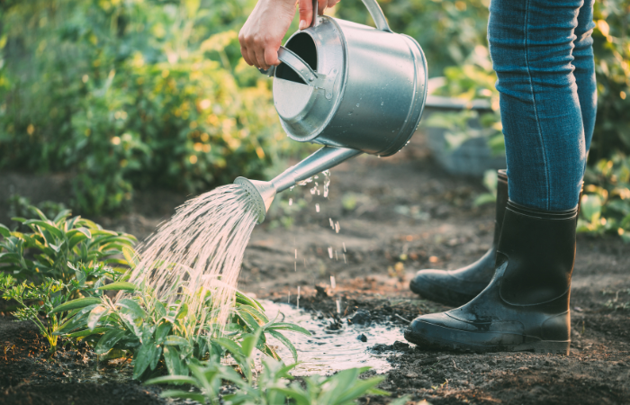kobieta w kaloszach podlwająca konewką szałwię w ogrodzie 