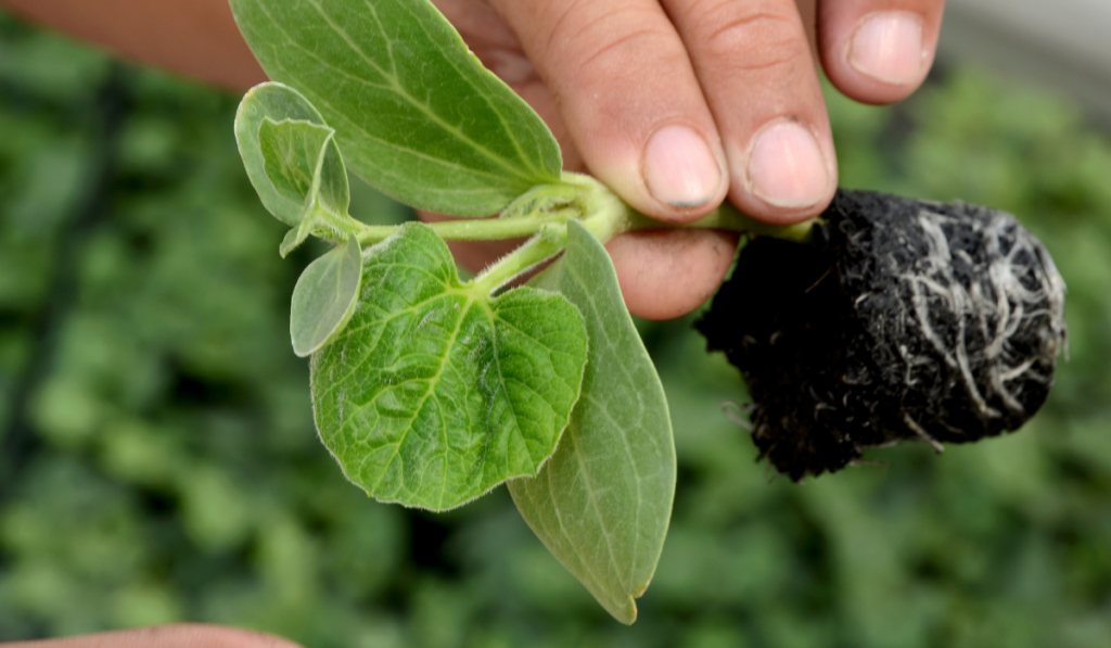 Przesadzanie rowniętej szczepki arbuza