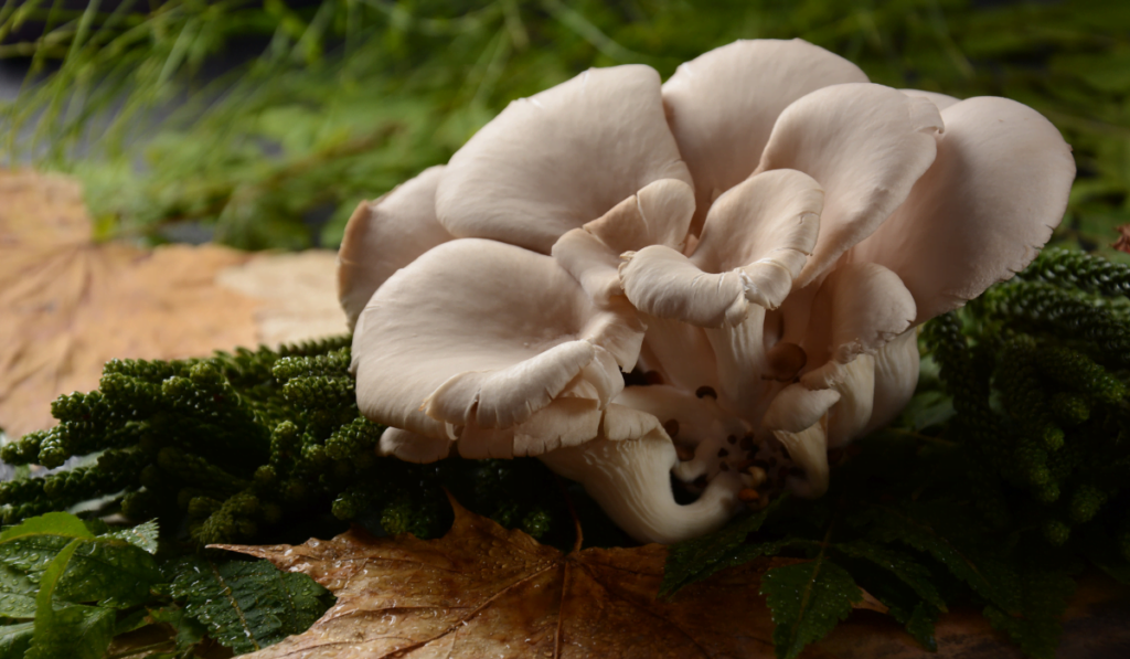 Białe grzyby w otoczeniu zieleni 