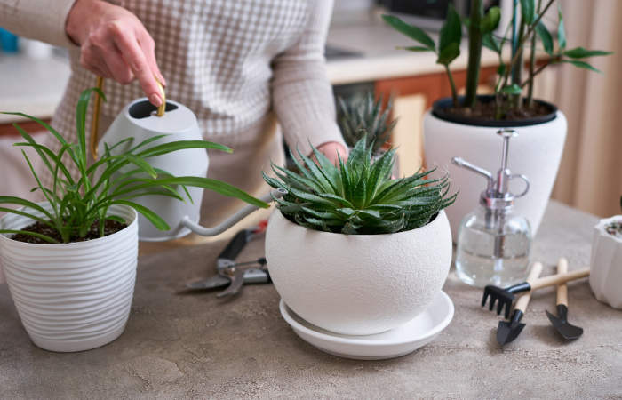 Woman watering Potted House plants with watering can