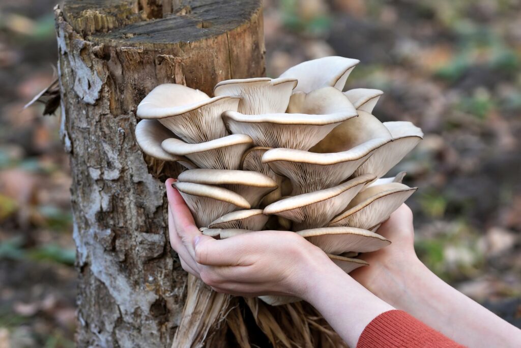 Kobieta obejmuje dłońmi białe grzyby rosnące na pniu