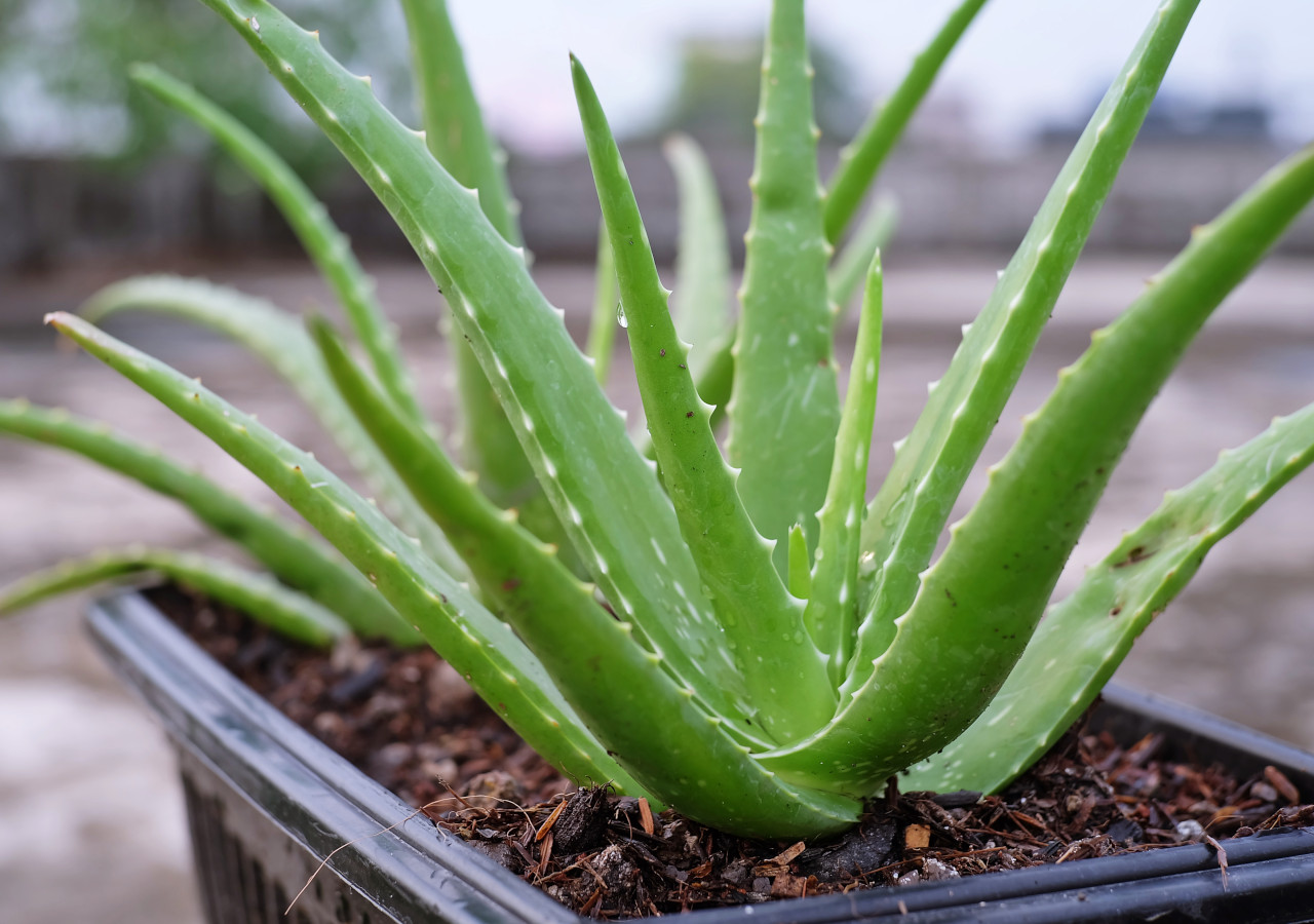 aloes w ciemnej doniczce