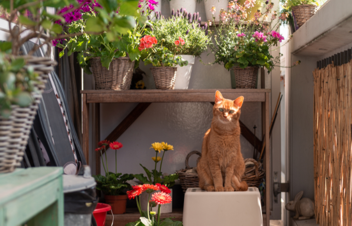 Rudy/rudy kot siedzi na małym stołku na balkonie przed stołem z doniczką z r&oacute;żnymi roślinami i kwiatami na świeżym powietrzu