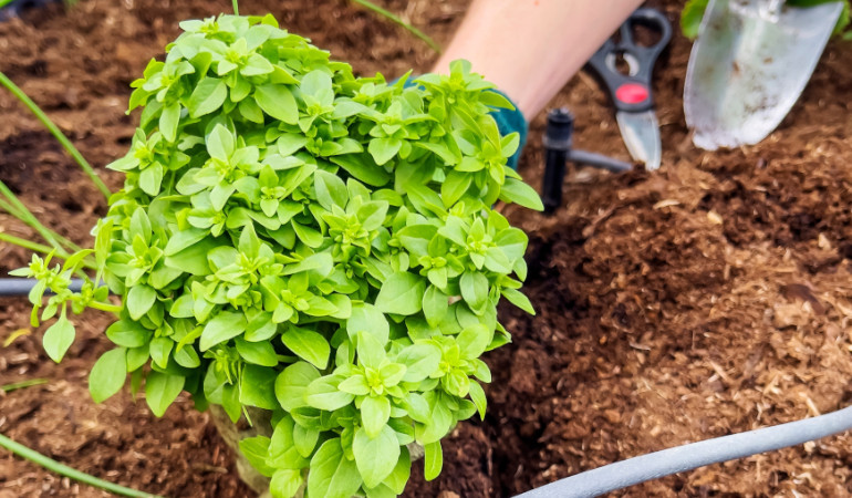 Sadzenie bazyli w zziemi