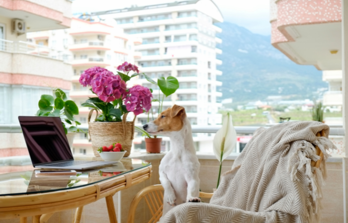 biuro na balkonie, pies czekajacy na wlascicielke na krzesle, laptop na stoliku, na krześle bezowy kocyk