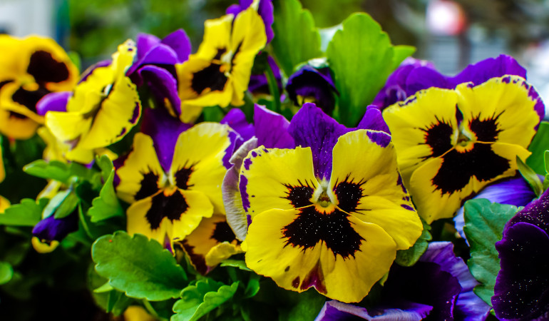 Kolorowe bratki ogrodowe w odcieniach fioletu i ż&oacute;łci